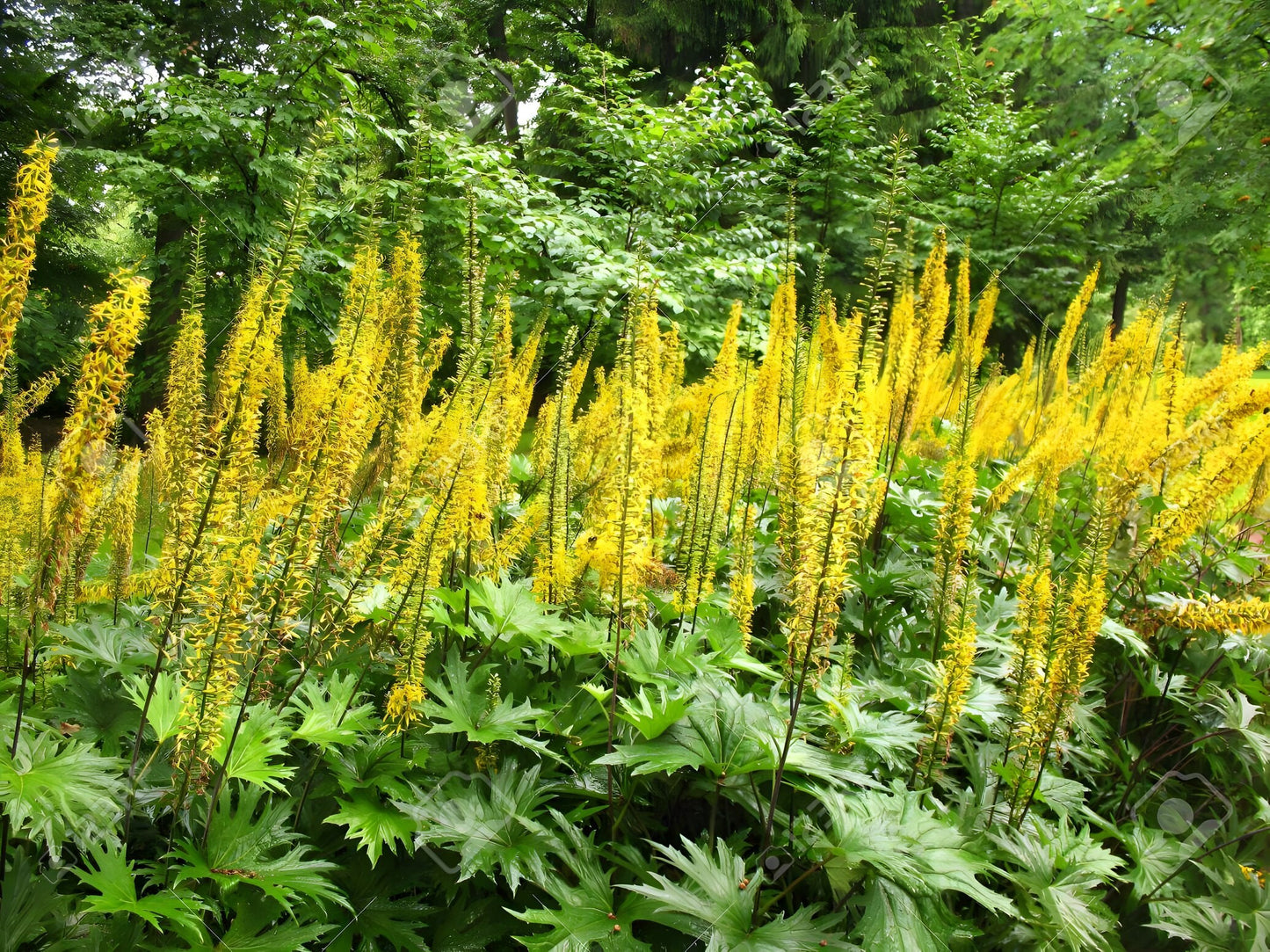 Ligularia przewalskii