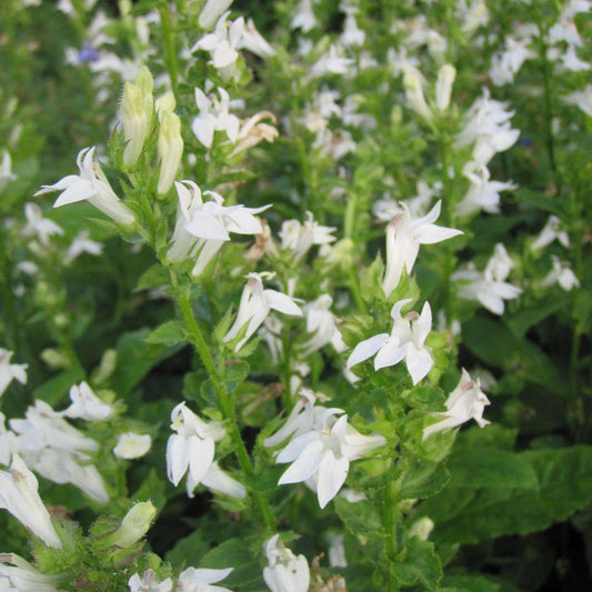 Lobelia siphilitica alba