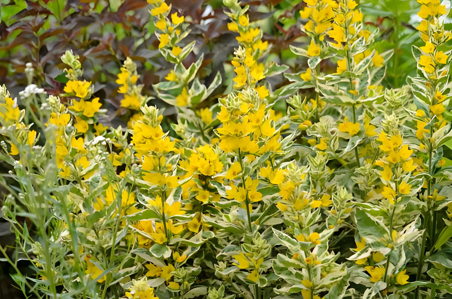 Lysimachia punctata 'Alexander'