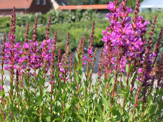 Lythrum salicaria Robert (Loosestrife)