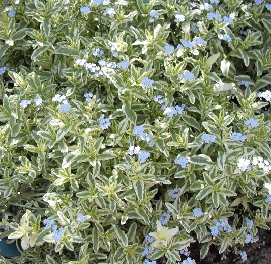Myosotis scorpiodes variegata - Marginal Pond Plants - BP087A - 7cm - Woodmeadow Garden Centre