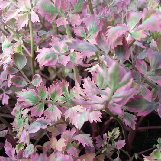 Oenanthe fistulosa 'Flamingo' - Marginal Pond Plants - MBP089 - 7 cm - Woodmeadow Garden Centre