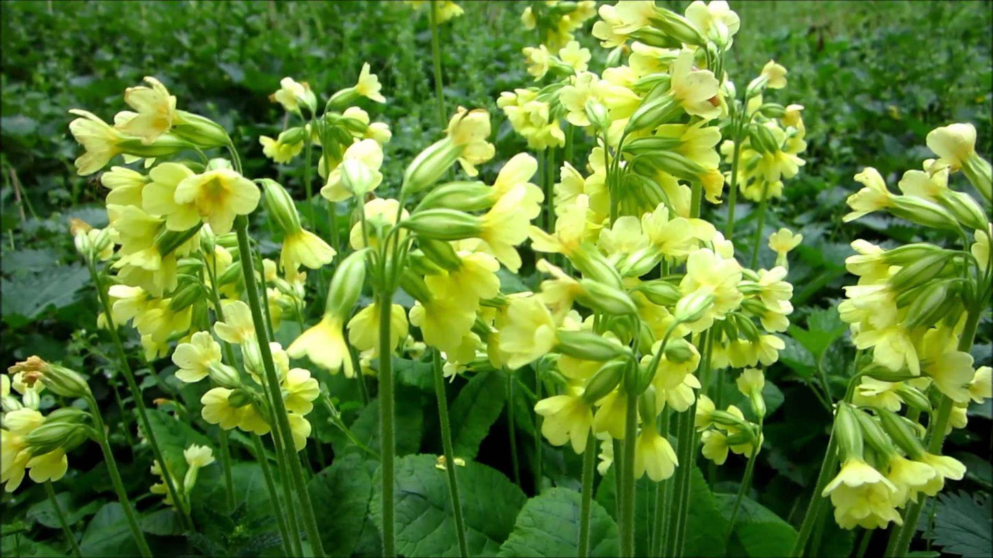 Primula Elatior - Marginal Pond Plants - BP096