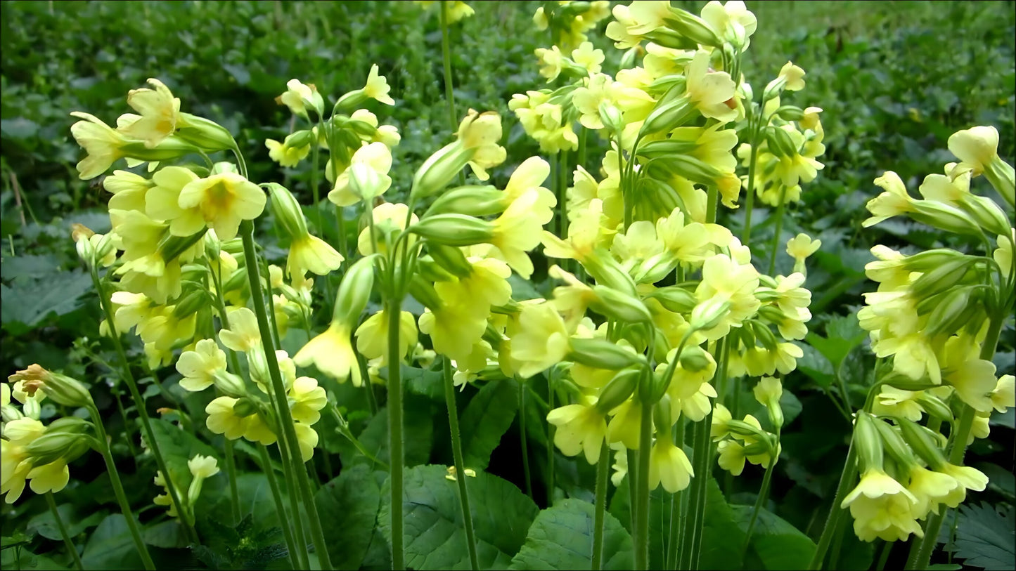 Primula elatior