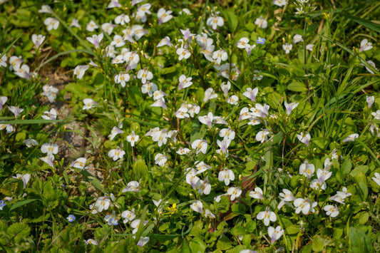 Mazus reptans 'Albus' (White marshflower)