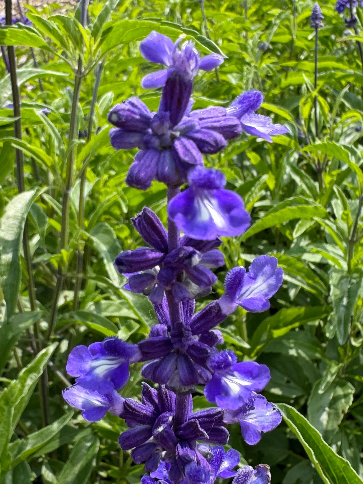 Salvia Victoria Blue