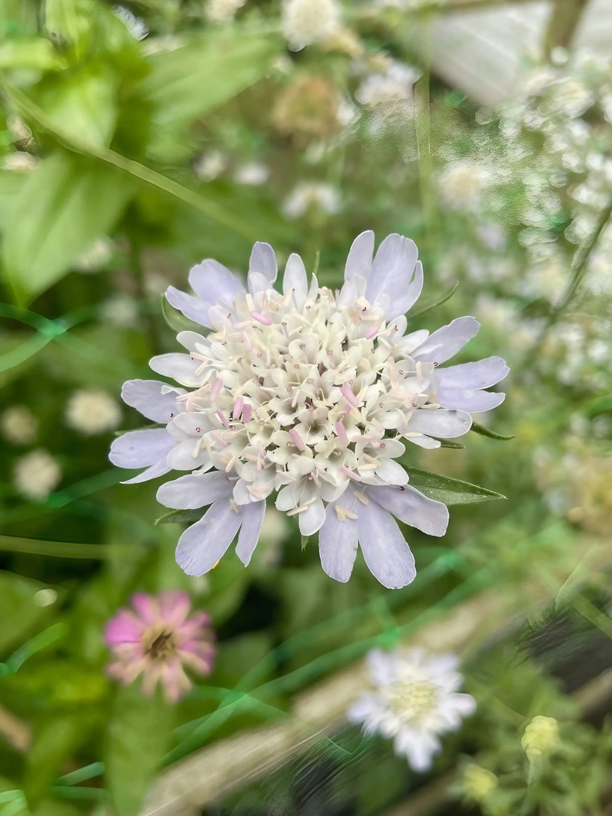 Scabiosa 'Drumstick'
