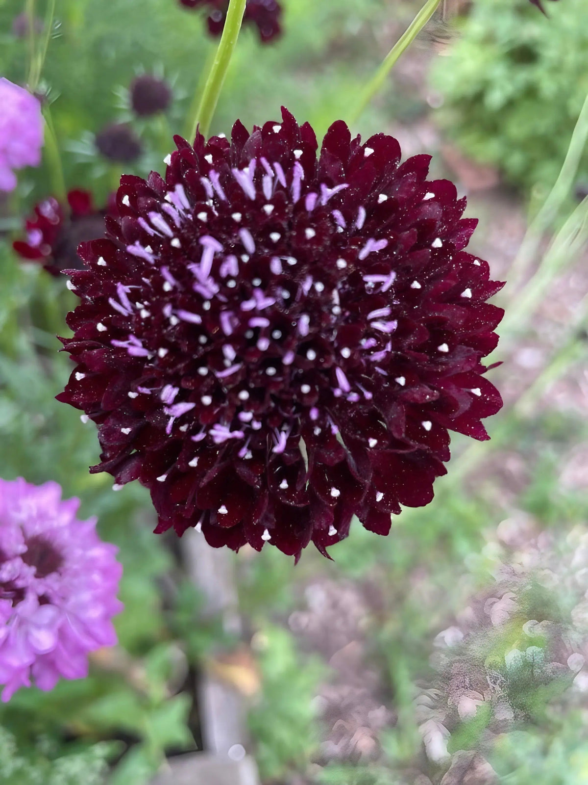Scabious Black Knight