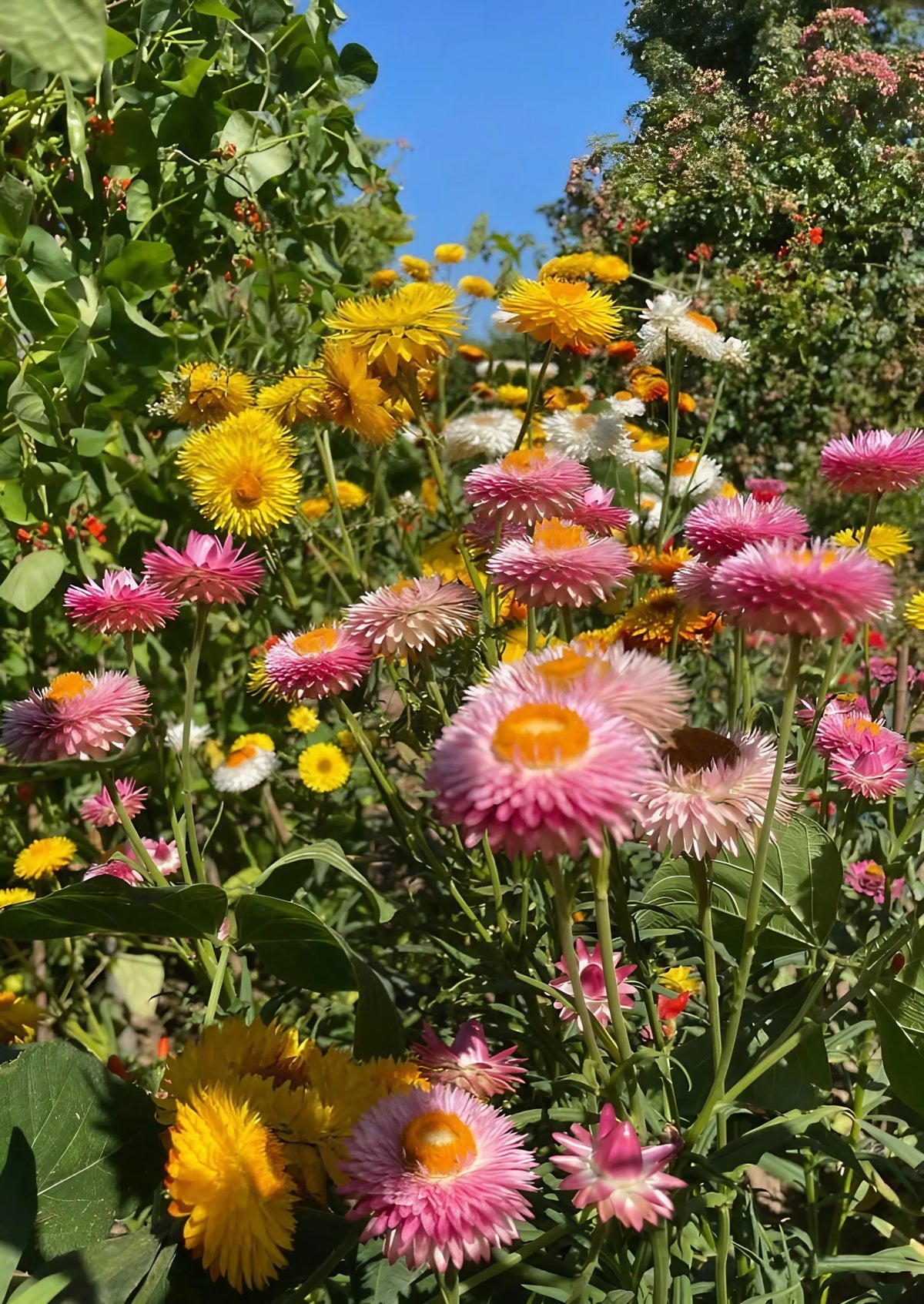Strawflower Swiss Giant Mix