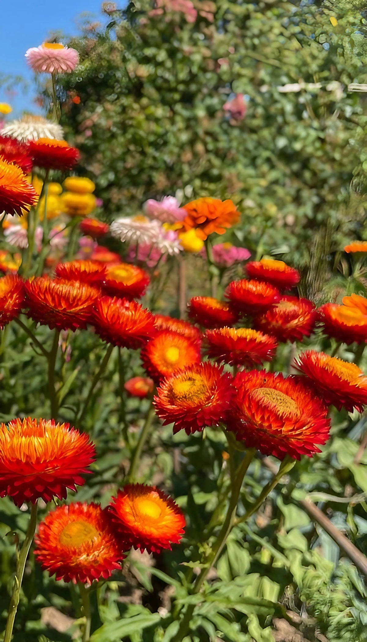 Strawflower Swiss Giant Mix