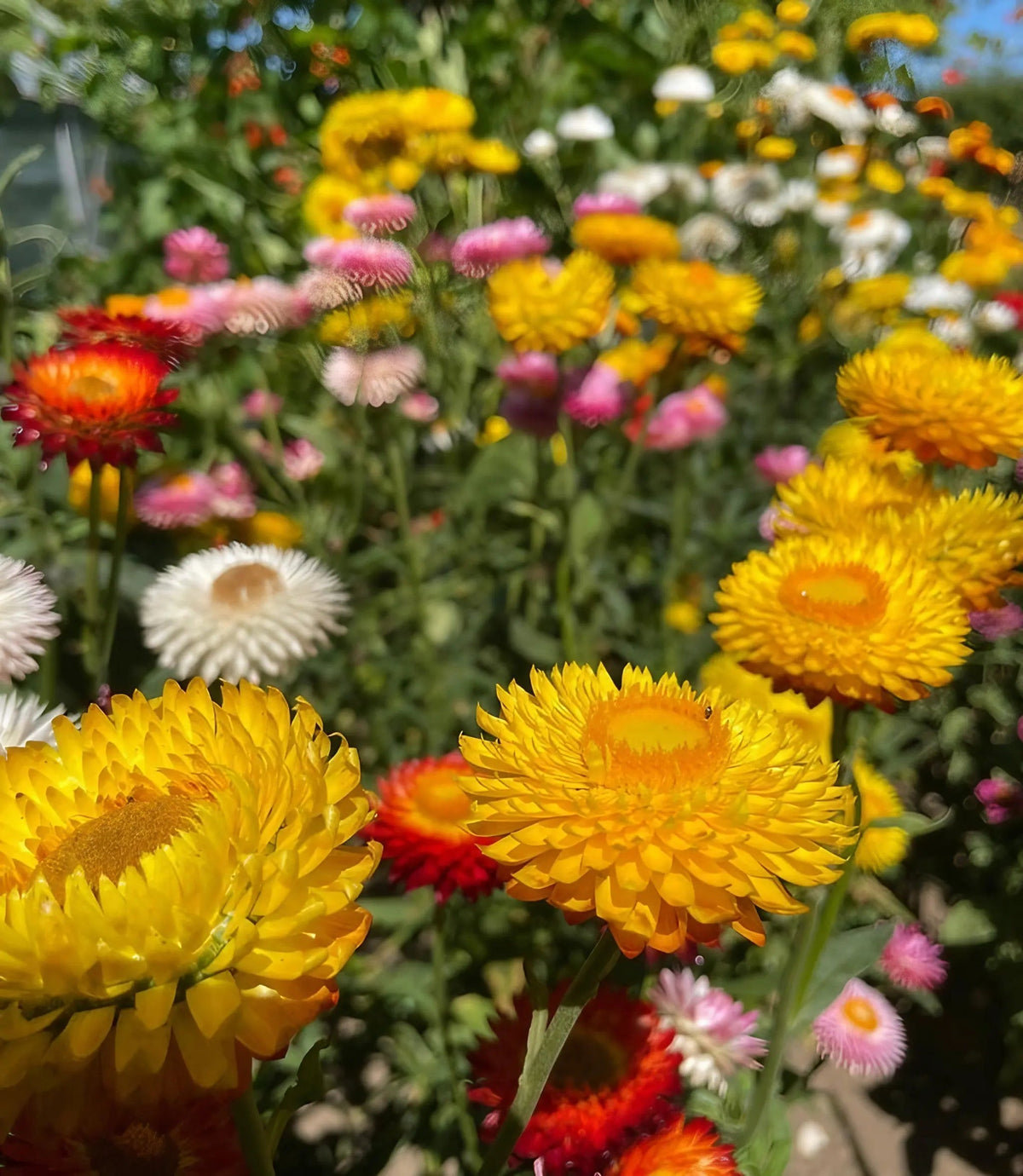 Strawflower Swiss Giant Mix