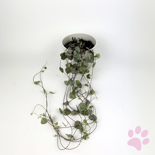 Ceropegia Woodii 12cm Houseplant