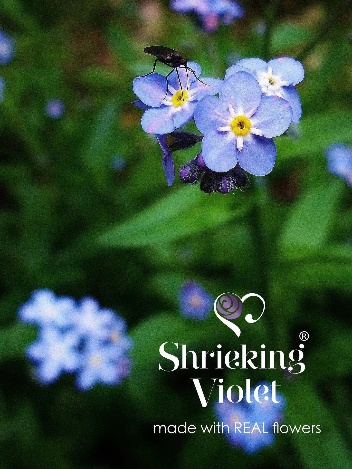Forget-Me-Not Round Stud Earrings