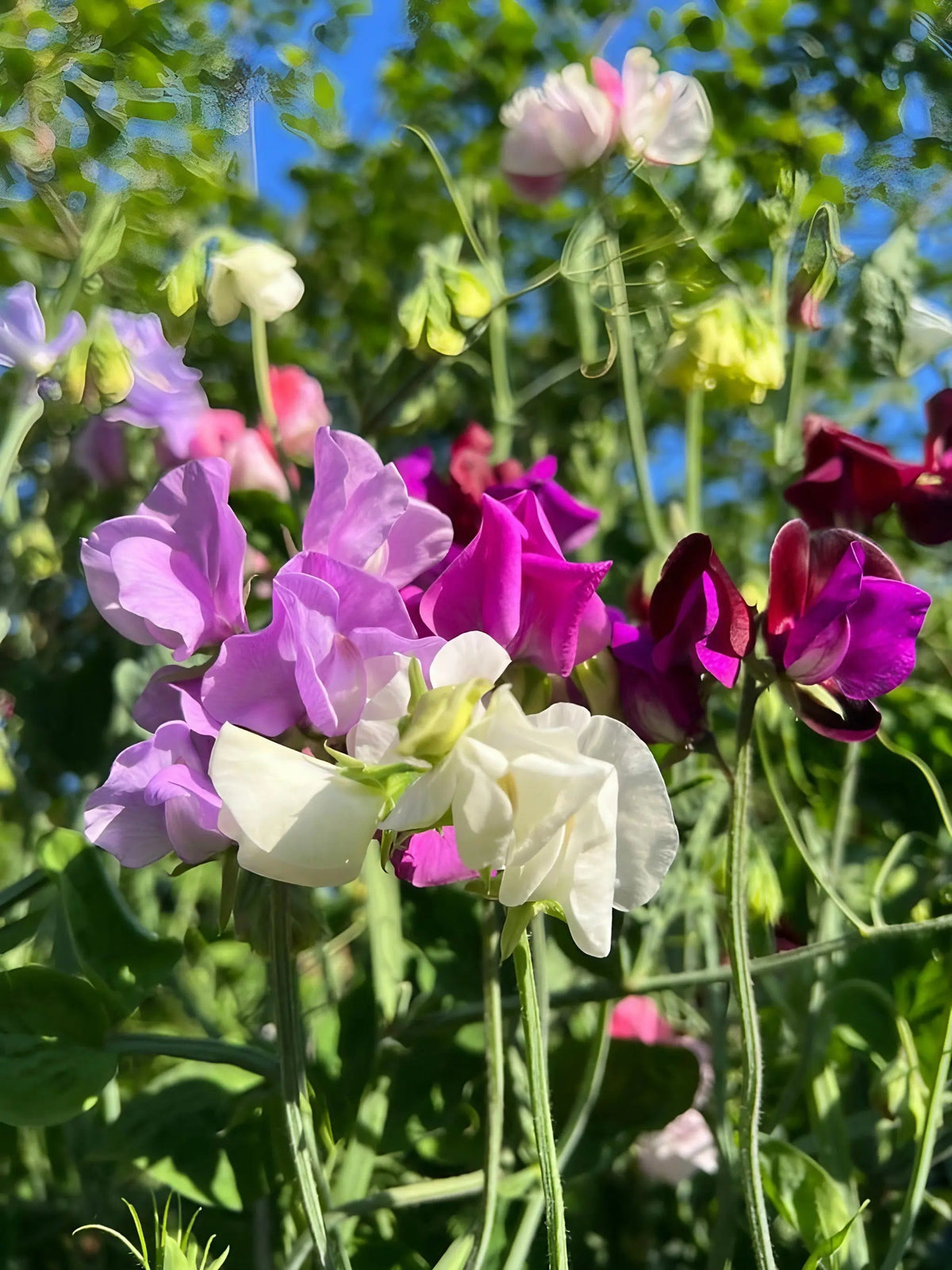 Sweet Pea Bishy Barnabee Mix