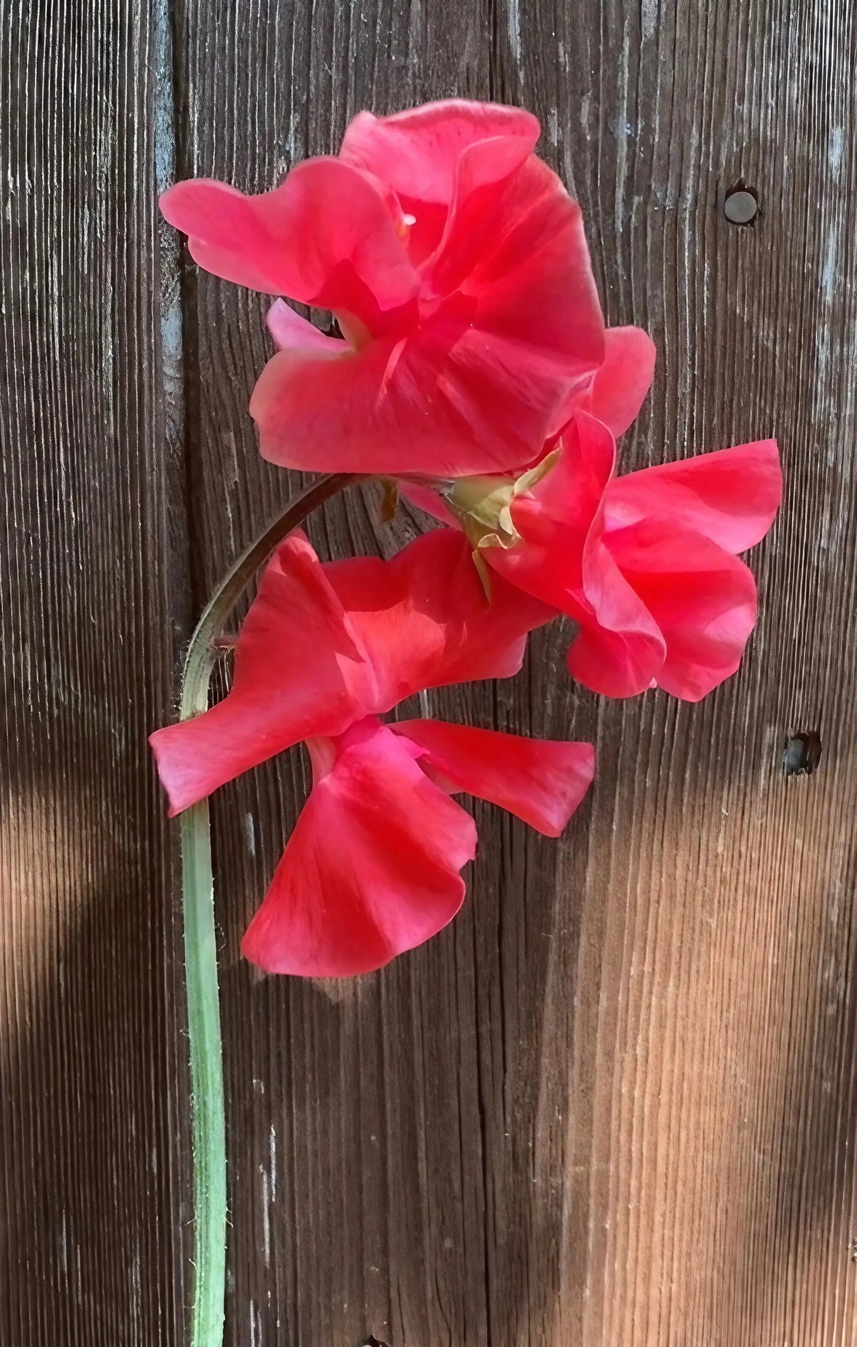 Sweet Pea Mammoth Rose Pink