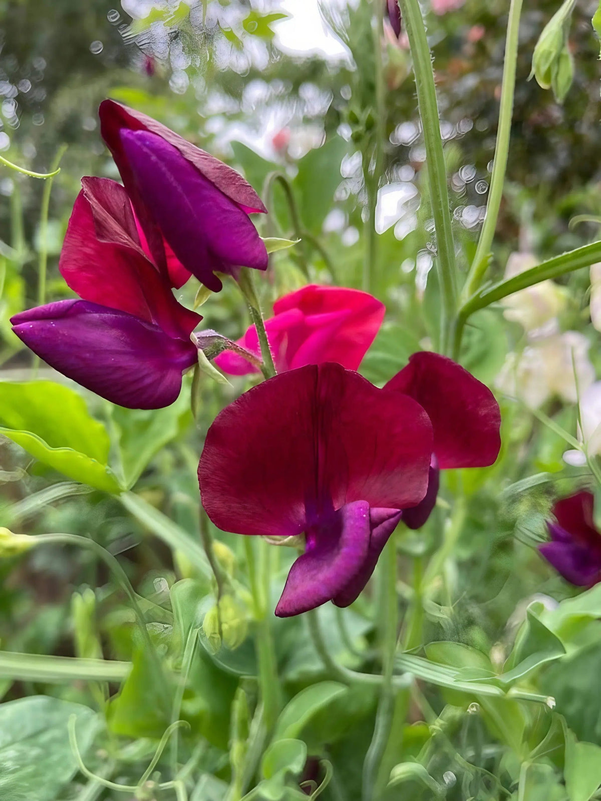 Sweet Pea Old Spice Starry Night