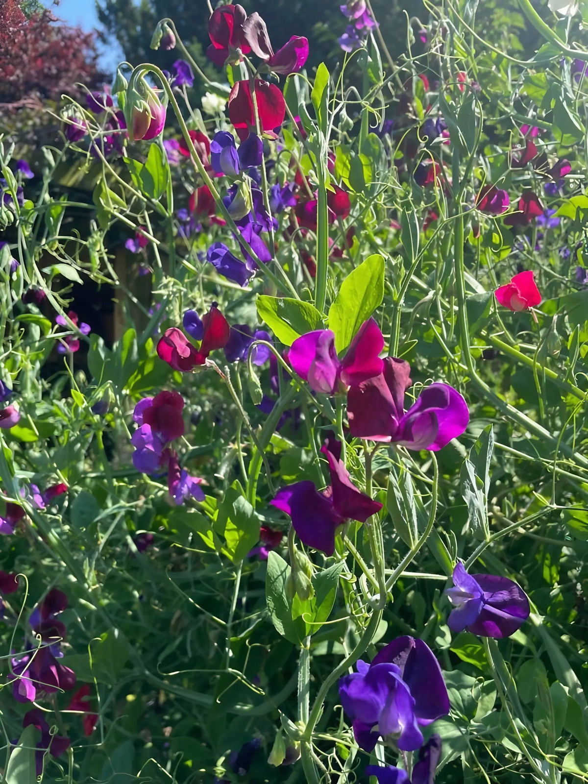 Sweet Pea Old Spice Starry Night