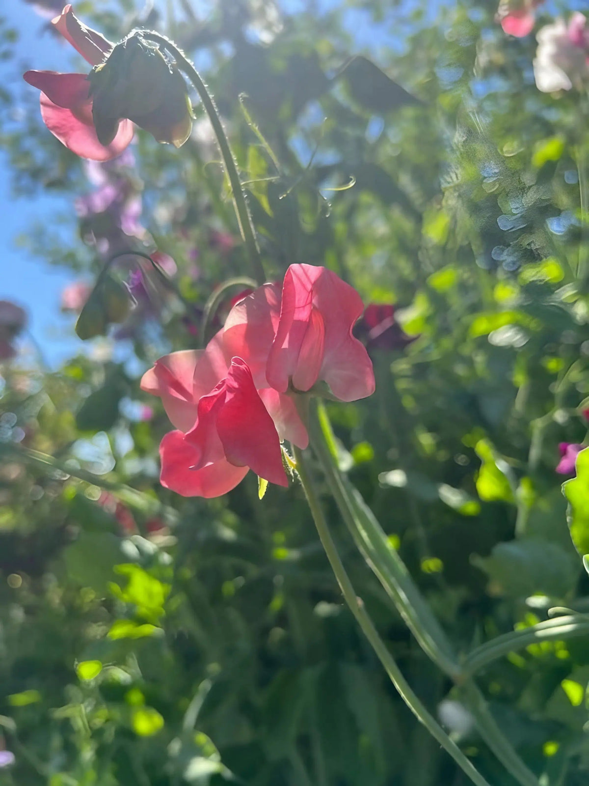 Sweet Pea Parfume Edith Flanagan