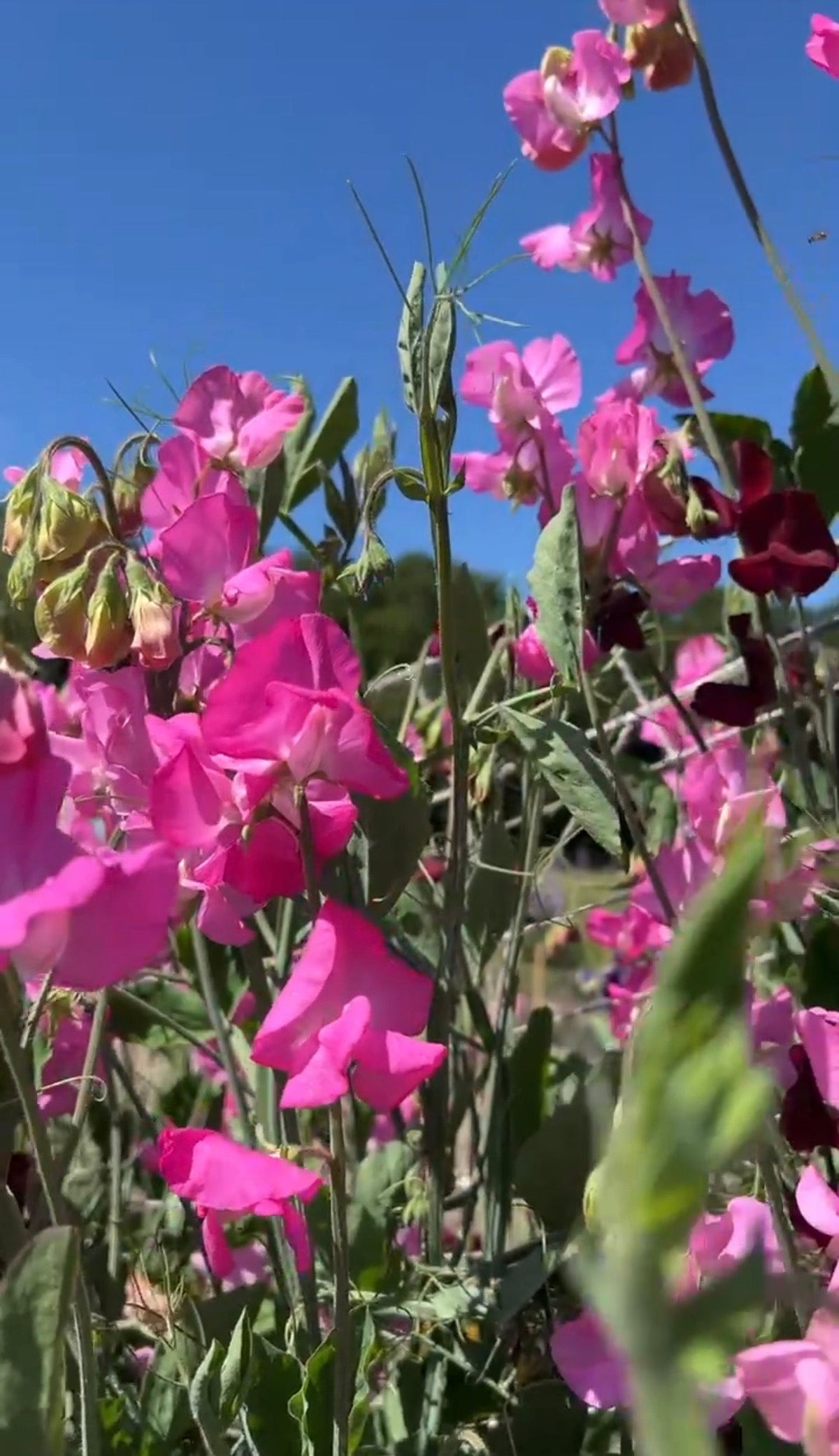 Sweet Pea Parfume Millennium