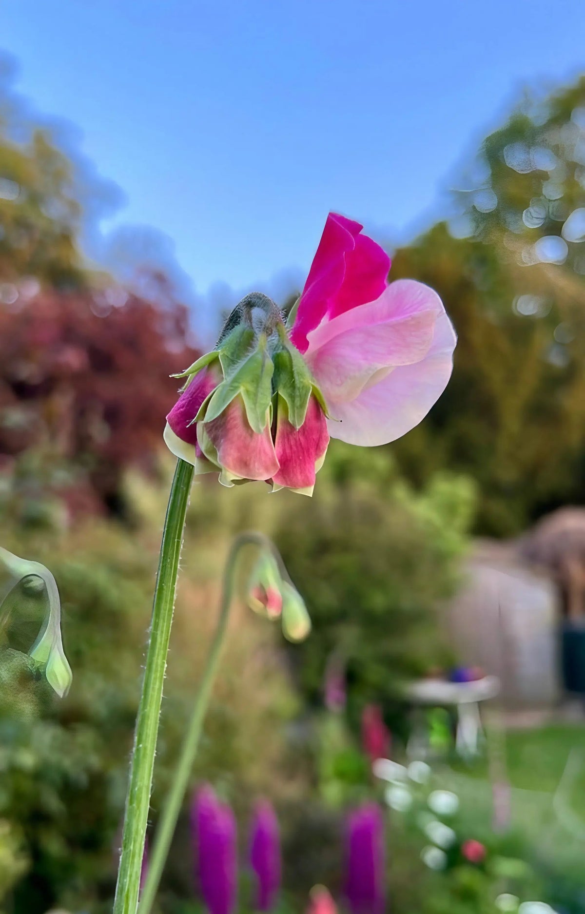 Sweet Pea Parfume Promise
