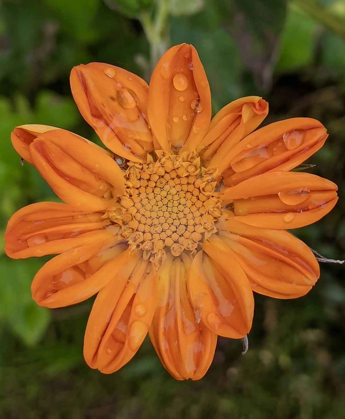 Tithonia Goldfinger