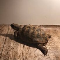 Pet Boarding
