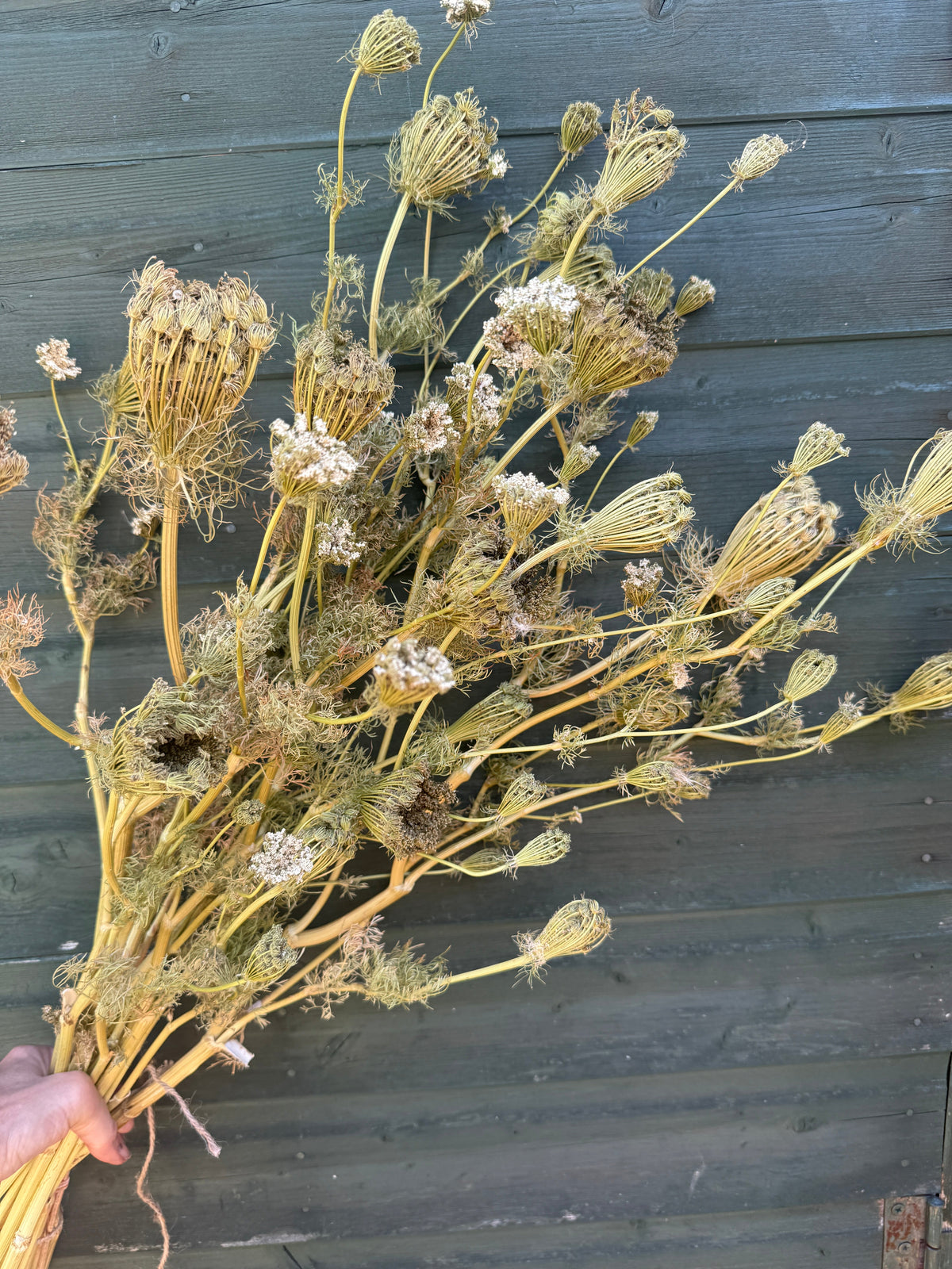 Umbellifers Dried