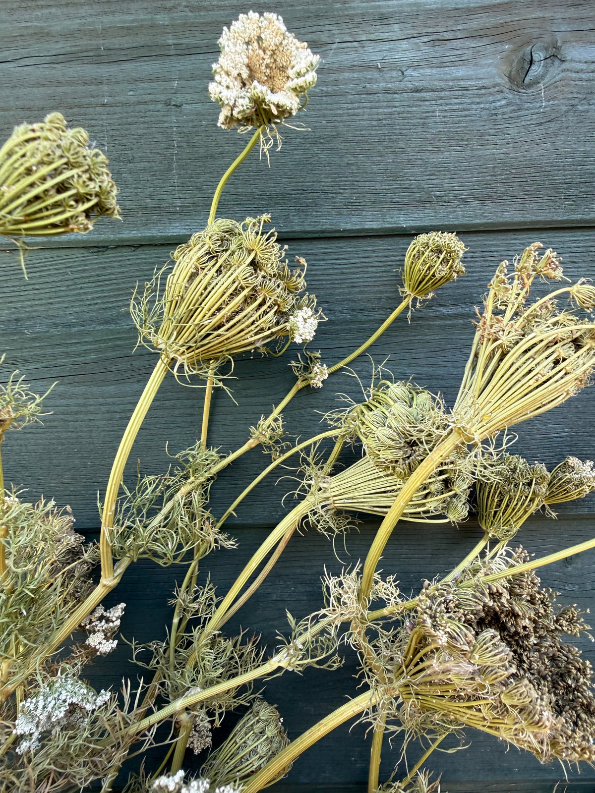 Umbellifers Dried