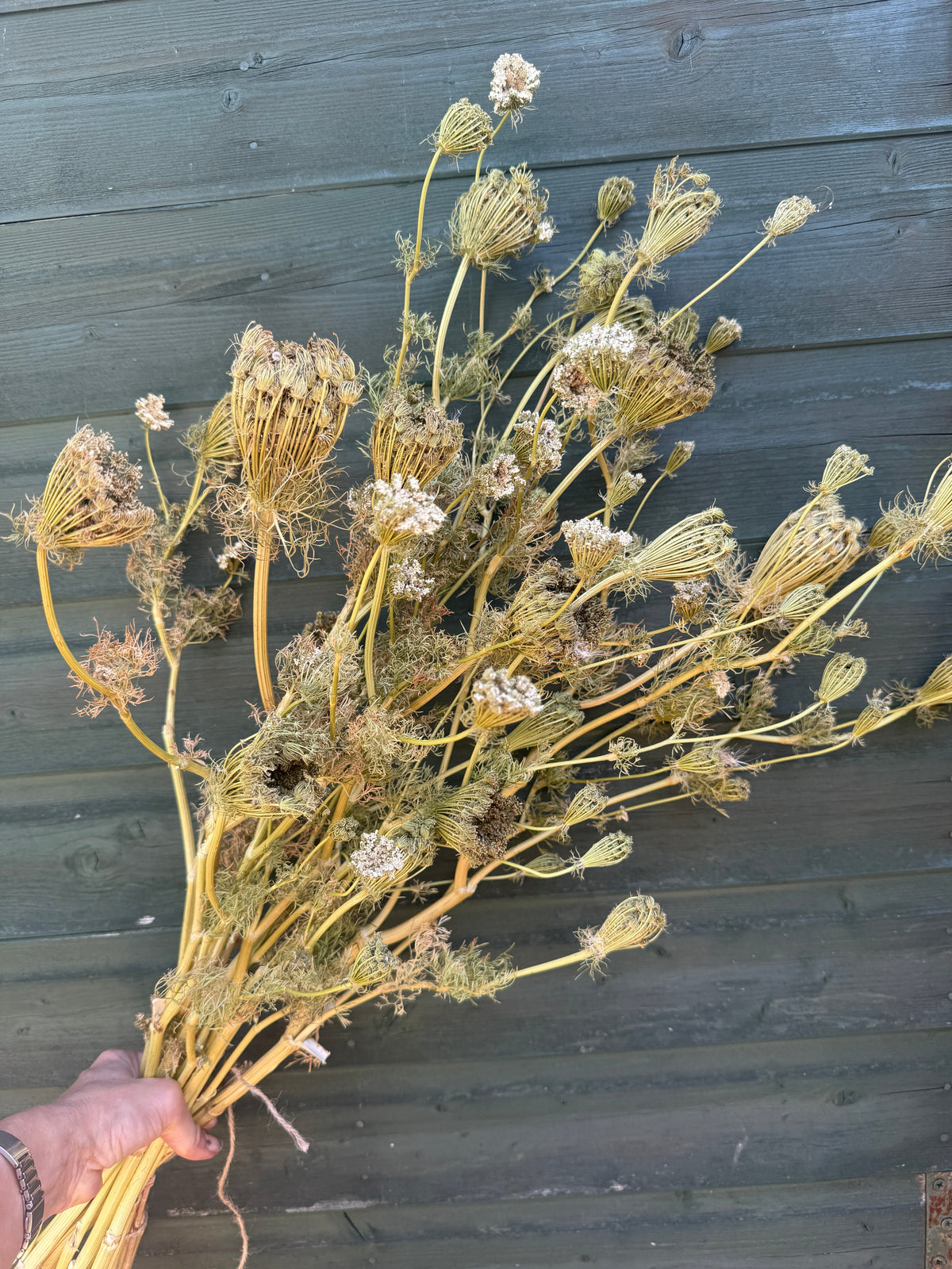 Umbellifers Dried