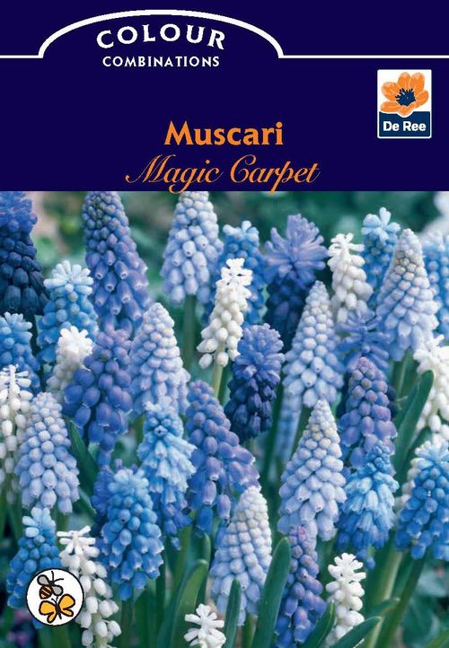 Muscari Magic Carpet (10 Bulbs) - Woodmeadow Garden Centre
