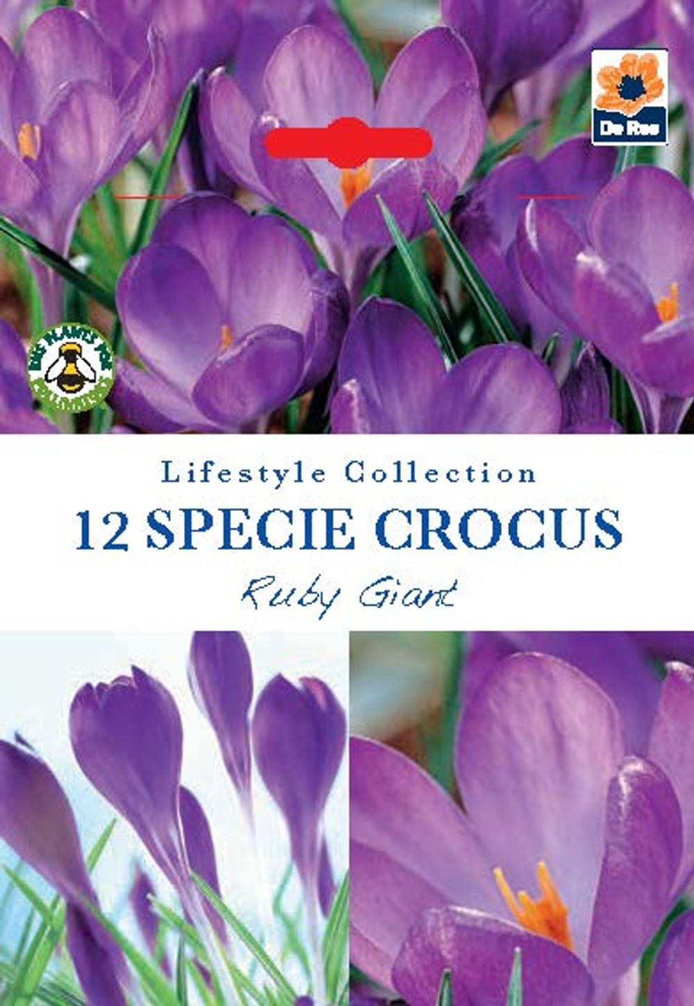 Specie Crocus 'Ruby Giant' (12 Bulbs) - Woodmeadow Garden Centre