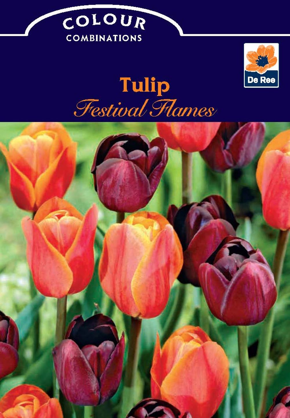 Tulip Festival Flames (6 Bulbs) - Woodmeadow Garden Centre