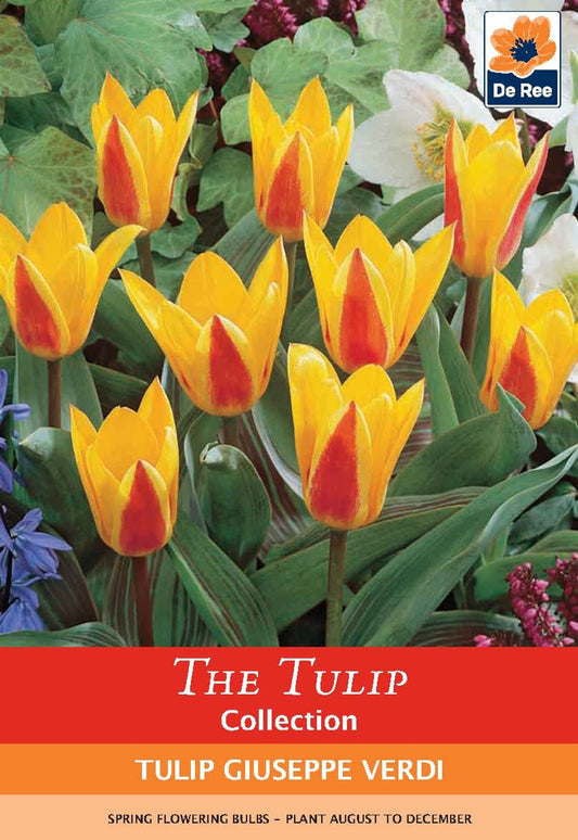Tulip 'Giuseppe Verdi' (7 Bulbs) - Woodmeadow Garden Centre