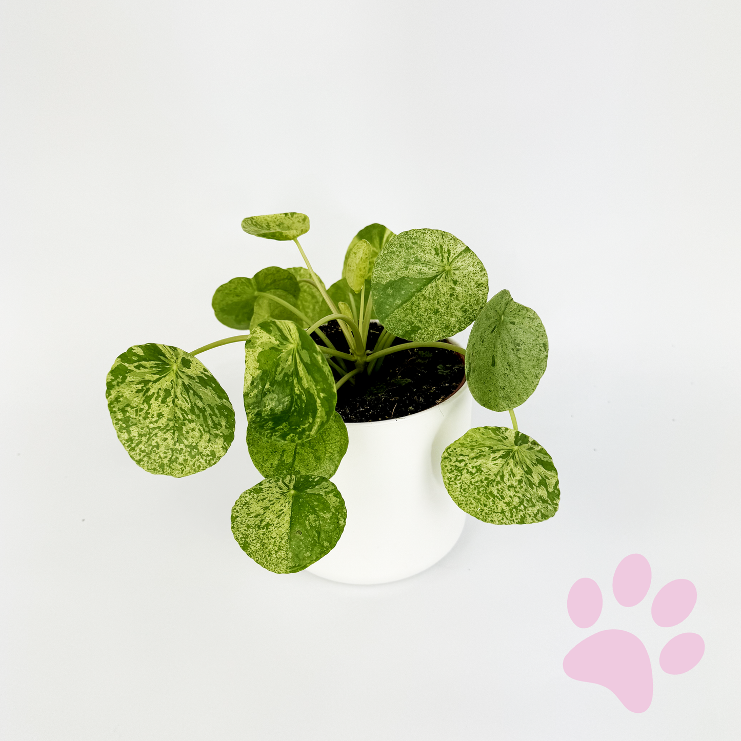 Pilea Peperomioides Mojito Houseplant - Woodmeadow Garden Centre
