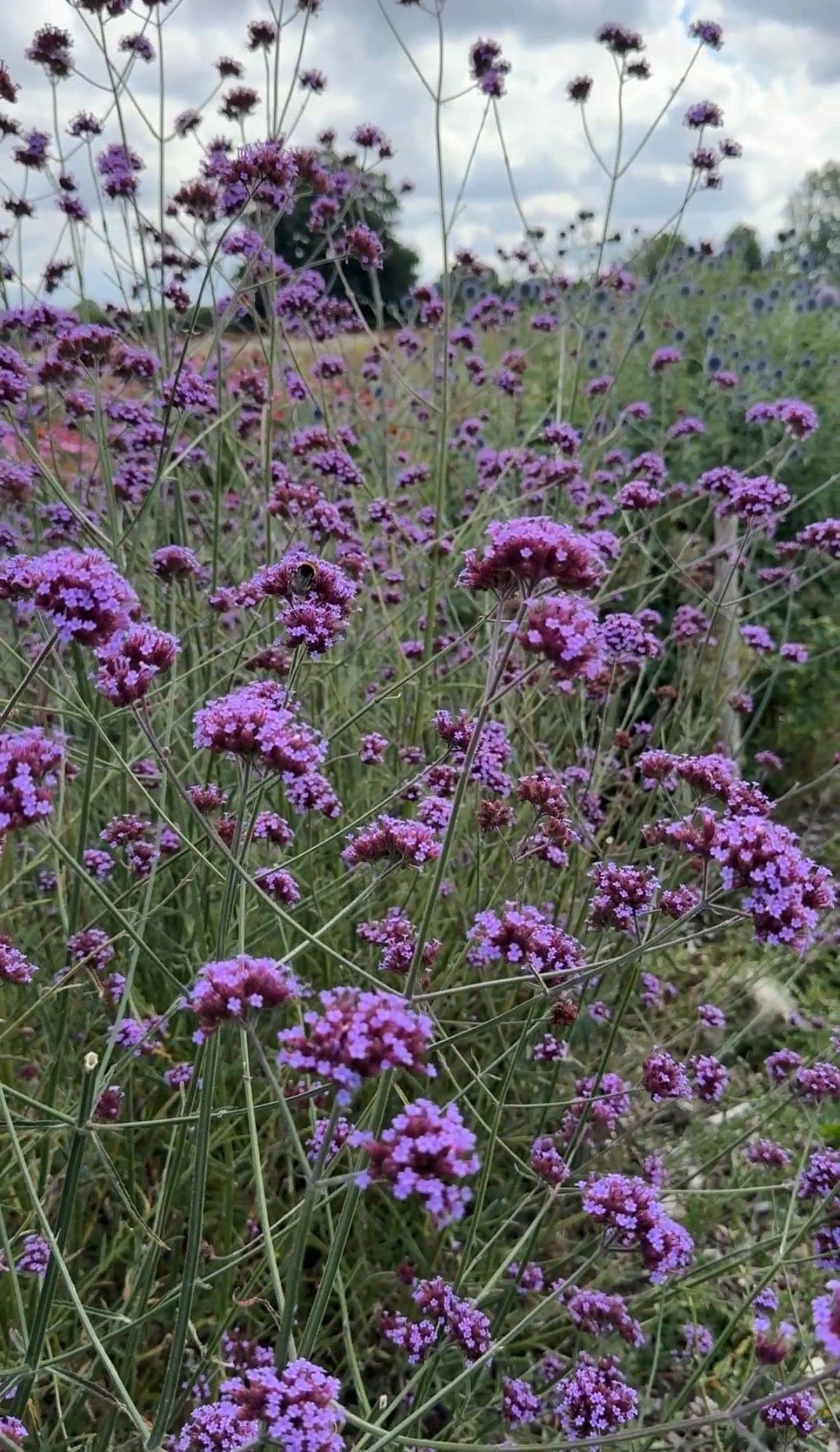 Verbena bonariensis