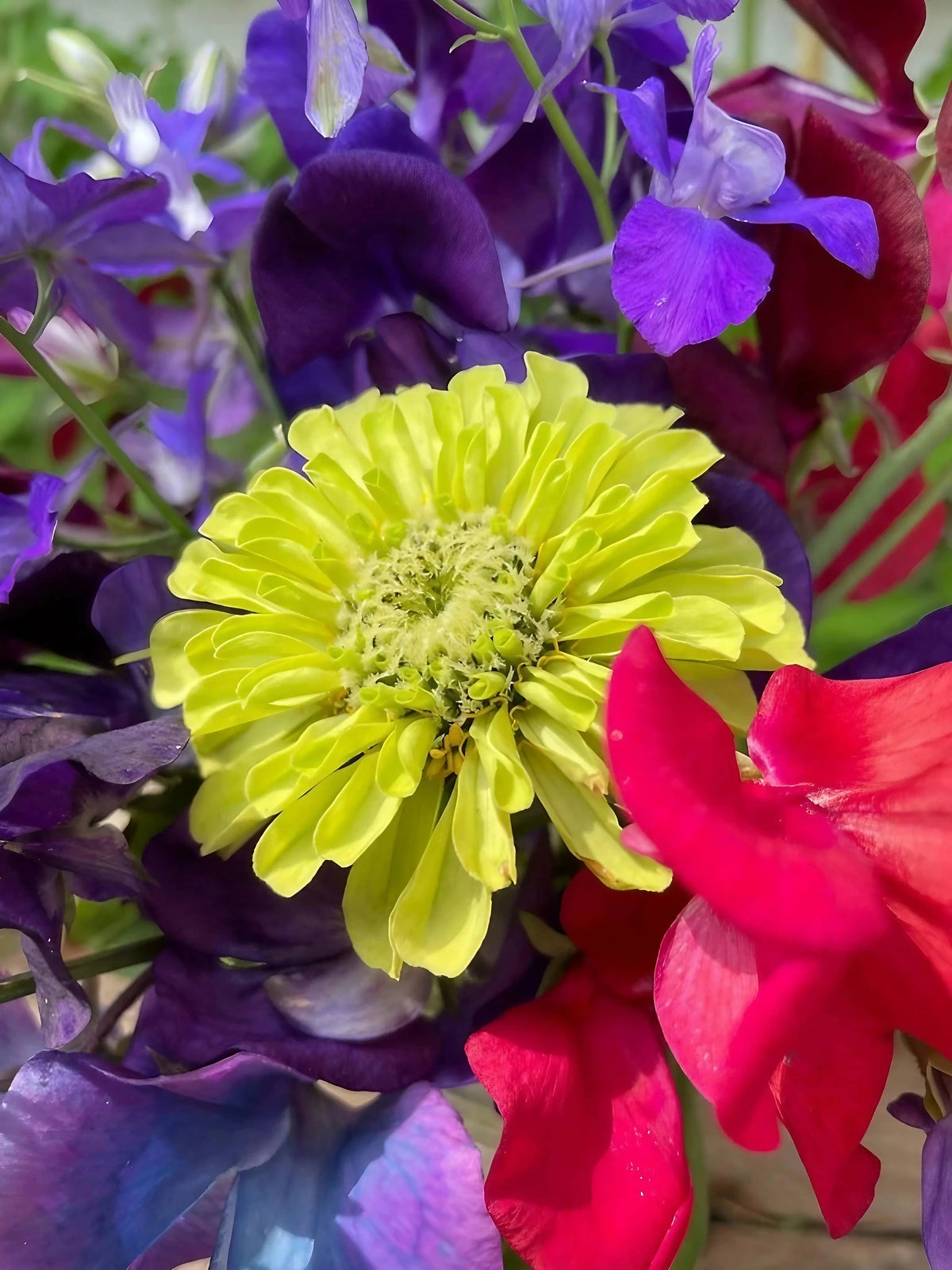 Zinnia Green Envy