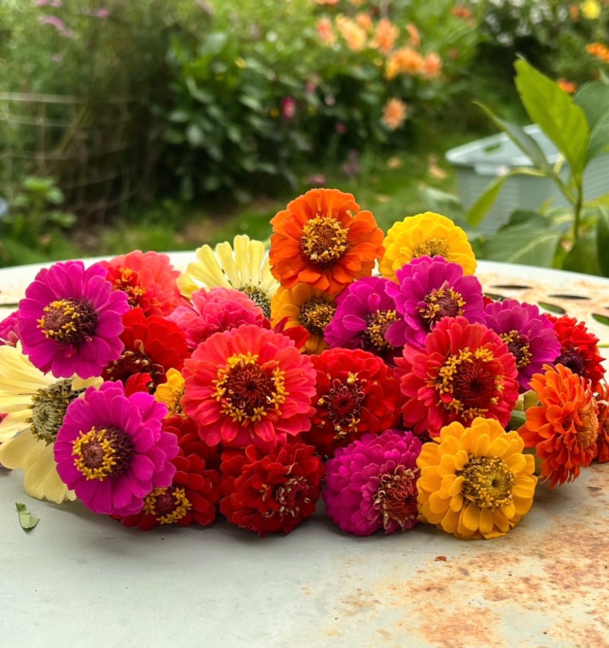 Zinnia Lilliput Mix