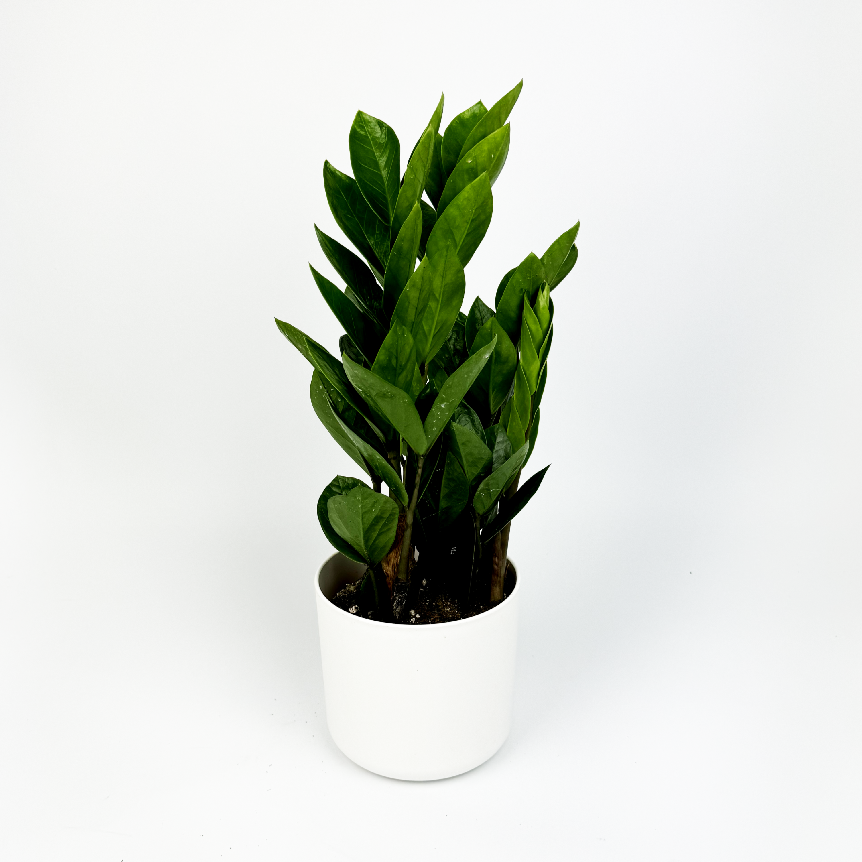 Zami Indoor Houseplant - Woodmeadow Garden Centre