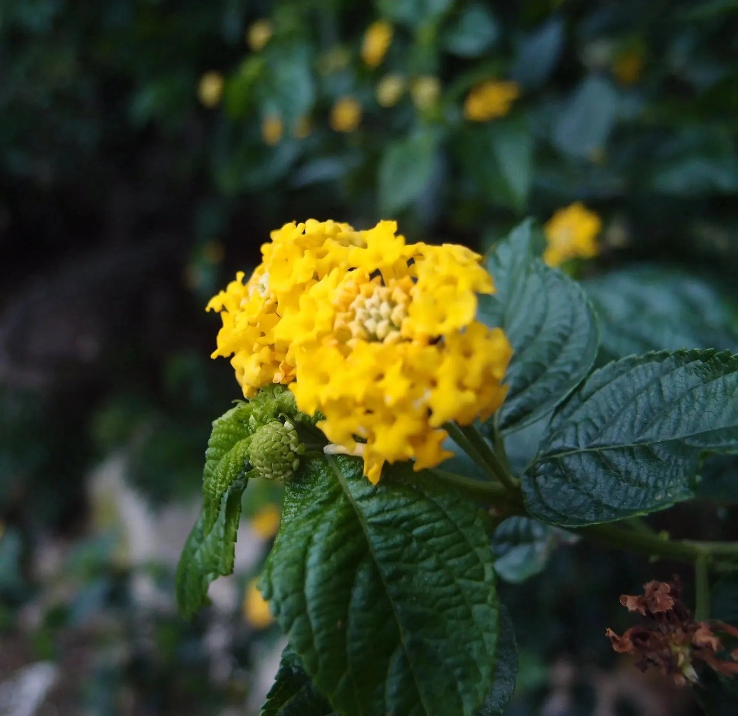 Real flower necklace. Sterling silver oval pendant for gardener, florist, nature lovers