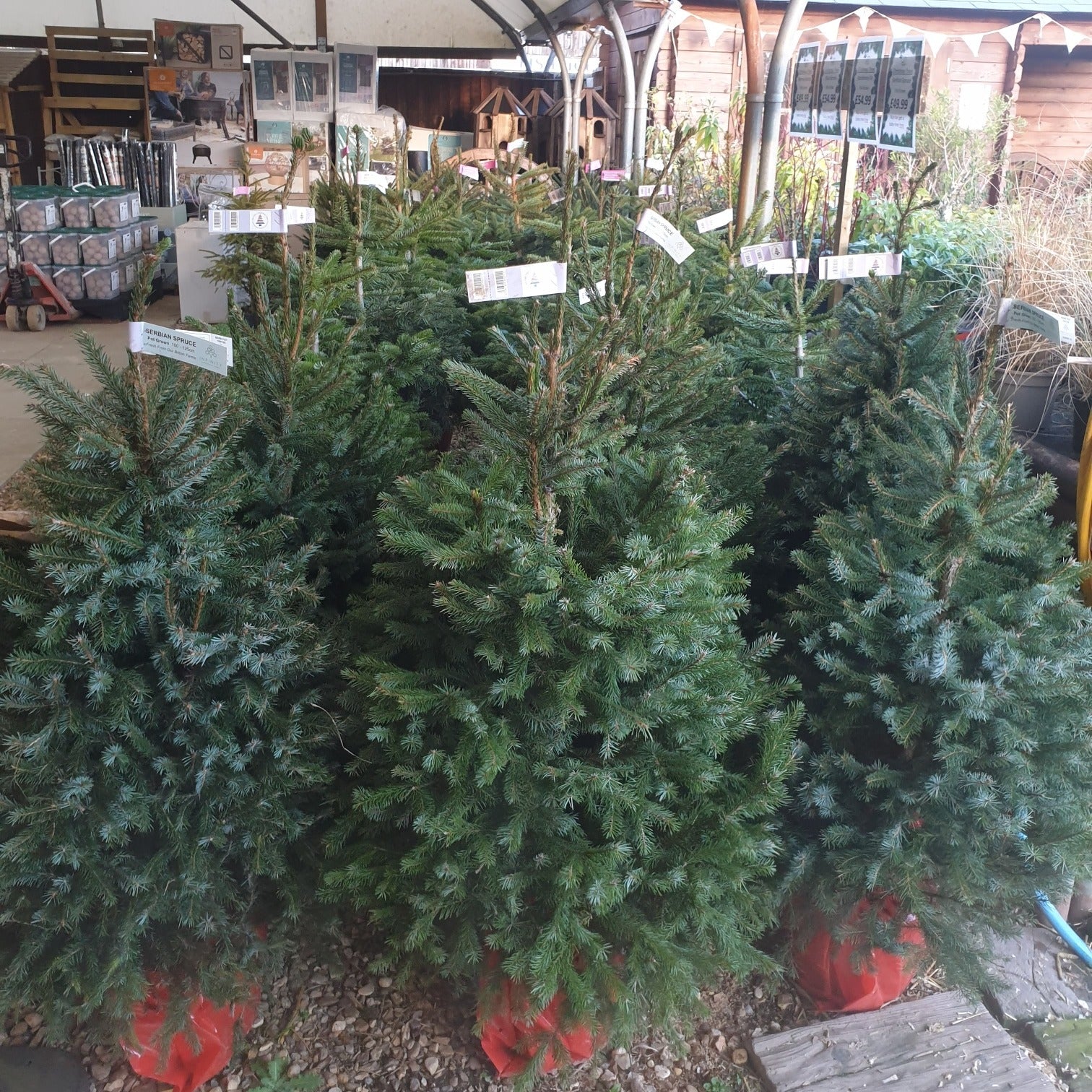 Pot Grown Christmas Tree Woodmeadow Garden Centre