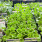 Veg Plants Six Packs